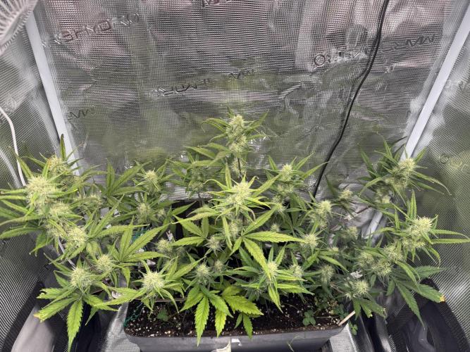 Ztrawberriez Auto. Week 7