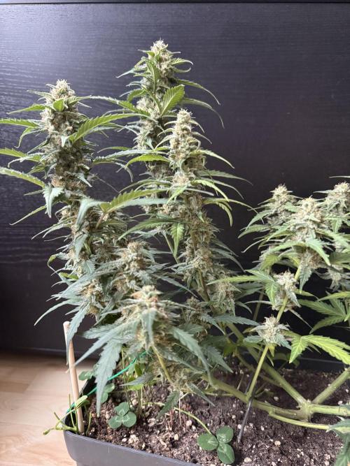 Blue Dream Auto. Week 8