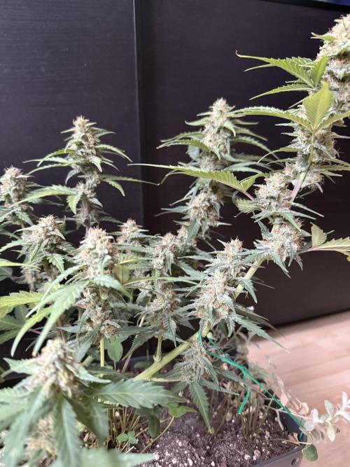 Blue Dream Auto. Week 8
