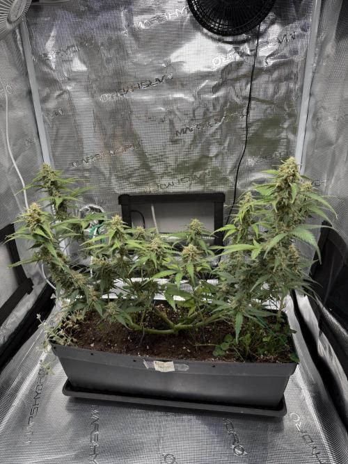 Blue Dream Auto. Week 8