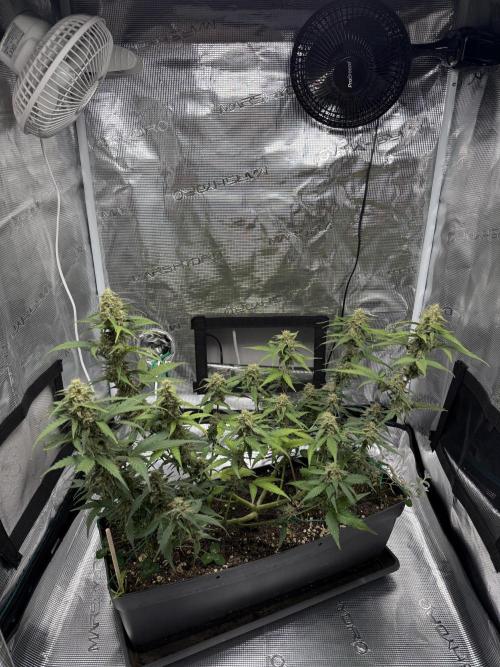 Blue Dream Auto. Week 8