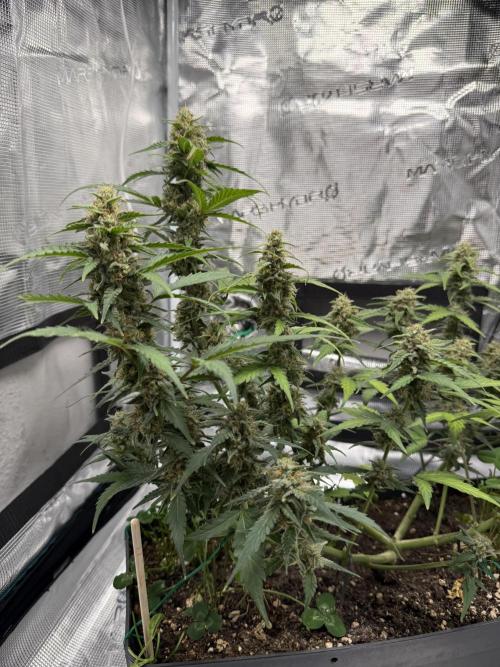Blue Dream Auto. Week 8