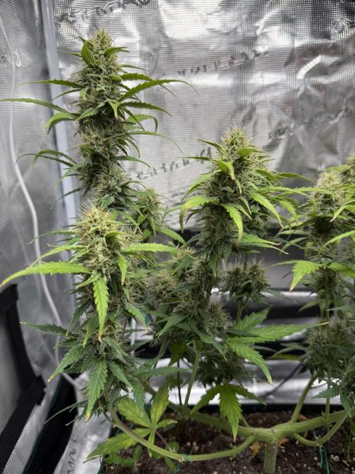 Pineapple Expresses Auto. Week 8