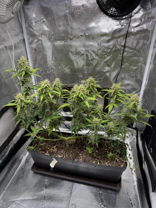 Pineapple Expresses Auto. Week 8