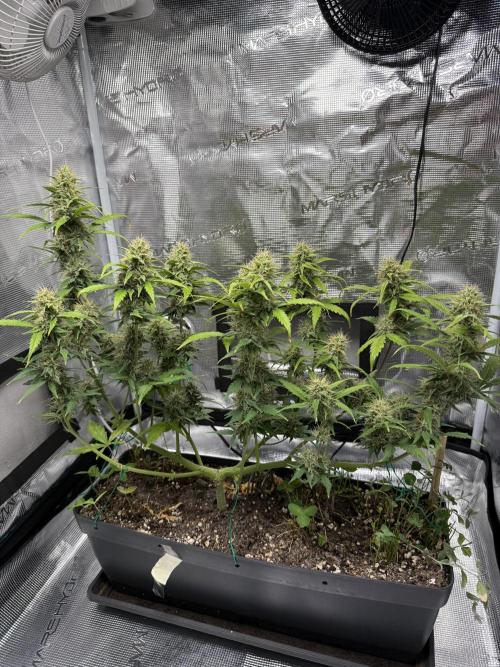 Pineapple Expresses Auto. Week 8