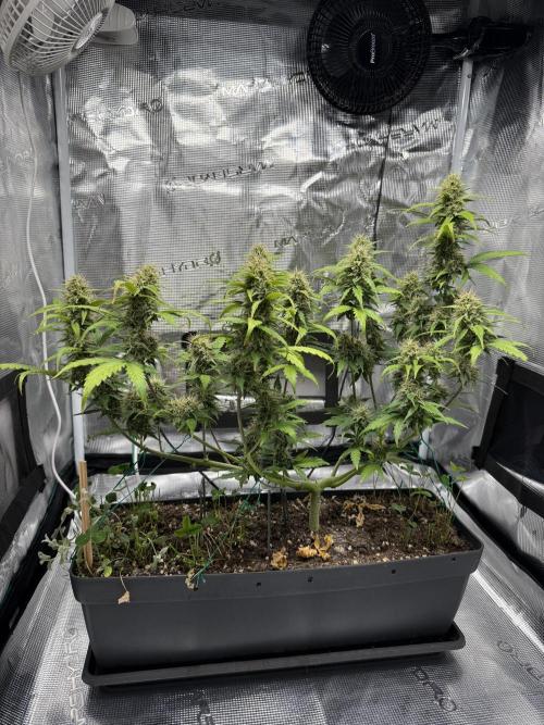 Pineapple Expresses Auto. Week 8