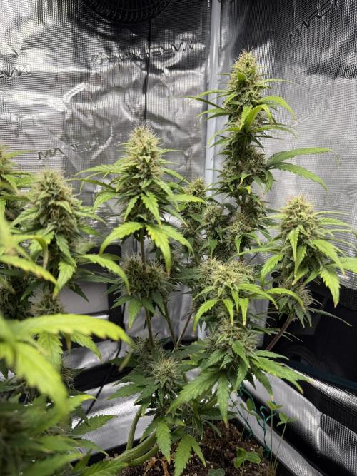 Pineapple Express Auto. Week 8