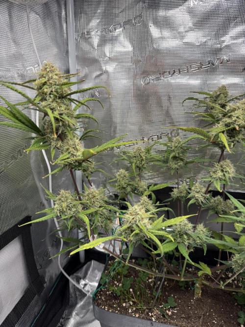 Ztrawberriez Auto. Week 8