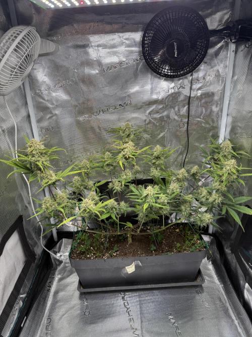 Ztrawberriez Auto. Week 8