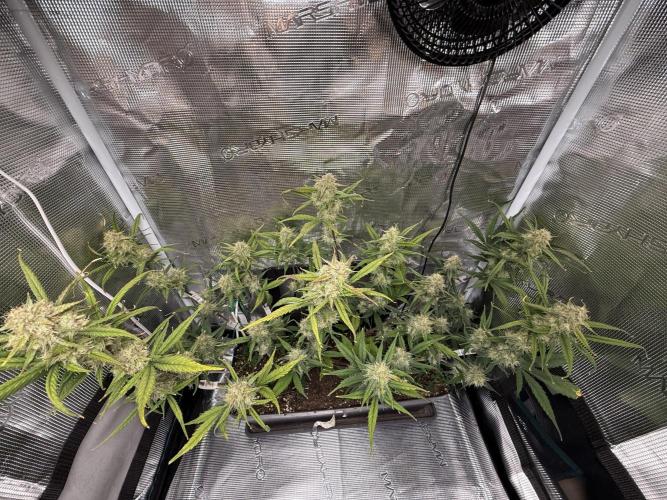 Ztrawberriez Auto. Week 8