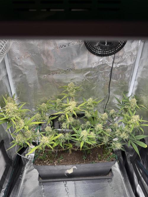 Grow Tent 70x70x160cm (2.3'x2.3'x5.3'). Week 8