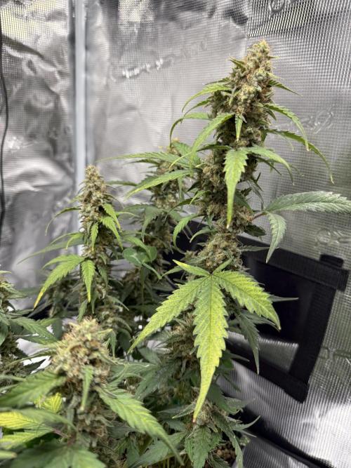Blue Dream Auto. Week 9