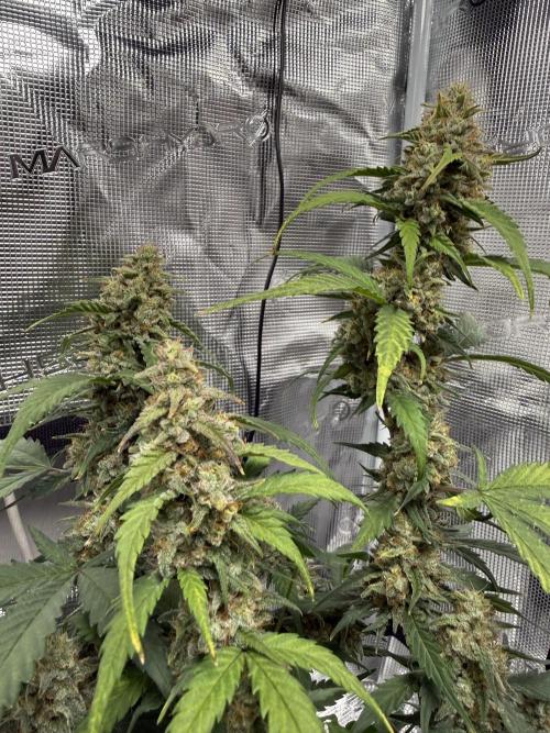 Blue Dream Auto. Week 9