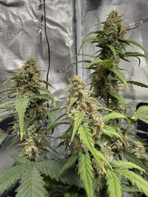 Blue Dream Auto. Week 9