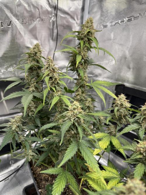 Blue Dream Auto. Week 9