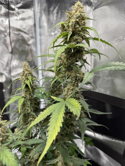 Blue Dream Auto. Week 9