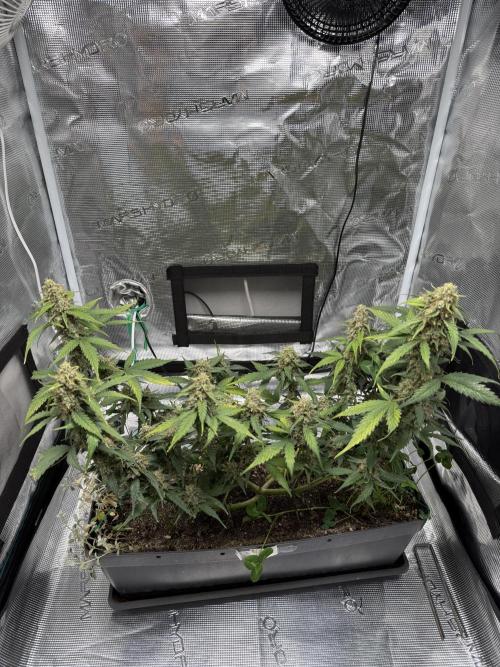 Blue Dream Auto. Week 9