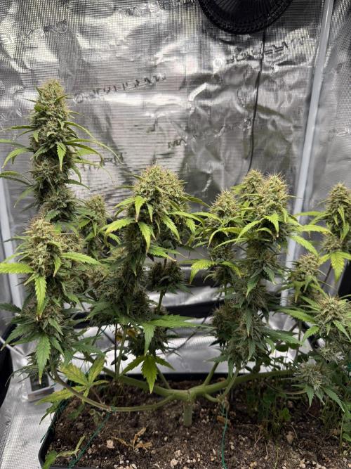 Pineapple Expresses Auto. Week 9