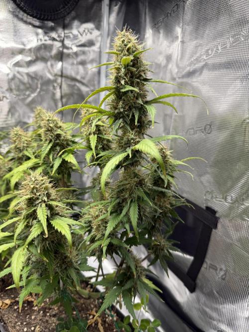 Pineapple Expresses Auto. Week 9