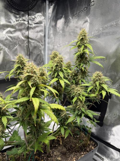 Pineapple Expresses Auto. Week 9