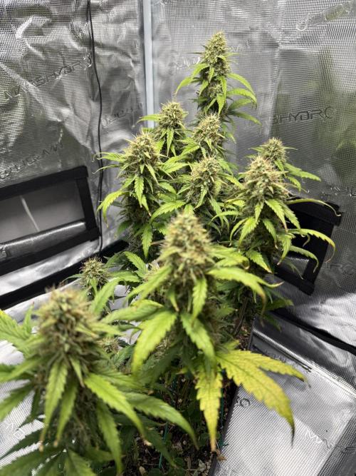 Pineapple Expresses Auto. Week 9