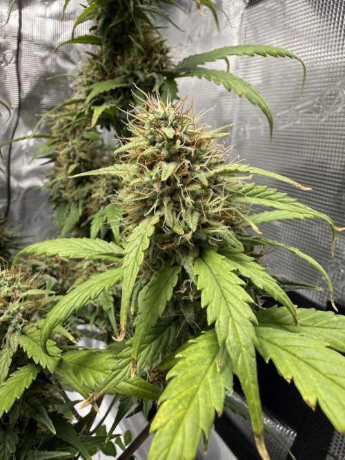 Pineapple Express Auto. Week 9