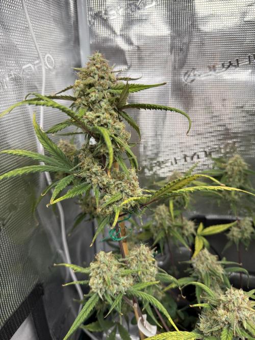 Ztrawberriez Auto. Week 9