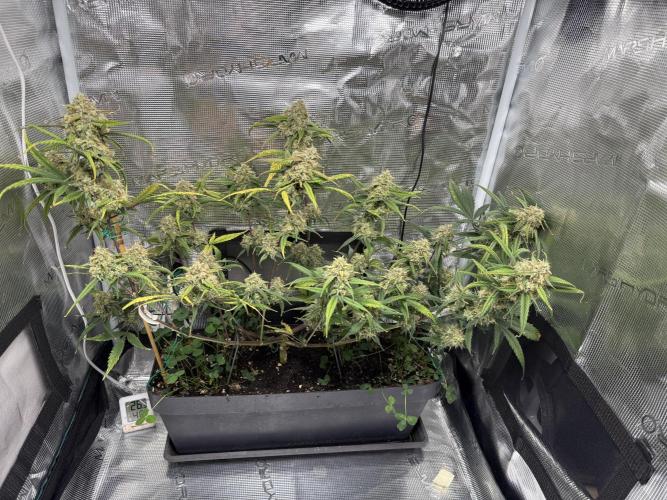 Ztrawberriez Auto. Week 9