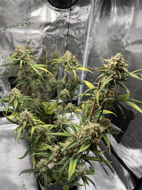 Grow Tent 70x70x160cm (2.3'x2.3'x5.3'). Week 9