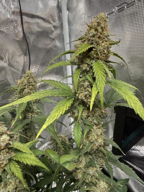 Blue Dream Auto. Week 10