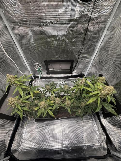 Blue Dream Auto. Week 10