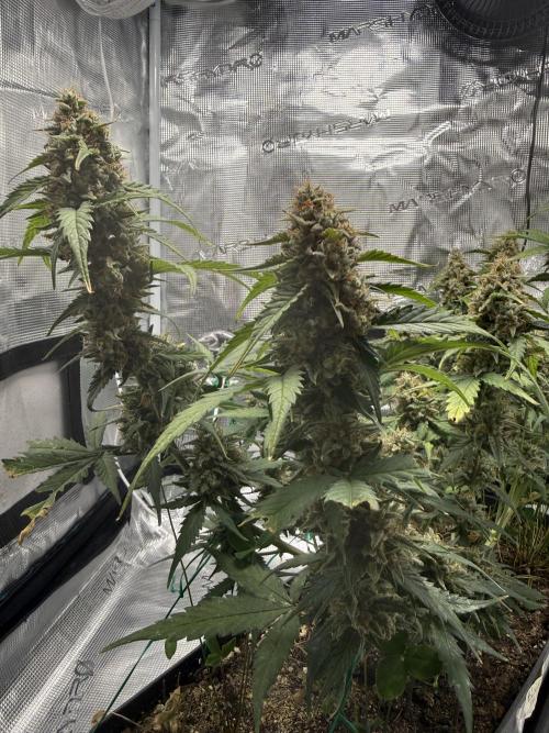 Blue Dream Auto. Week 10