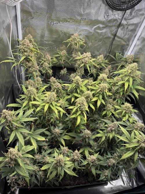 Blue Dream Auto. Week 10