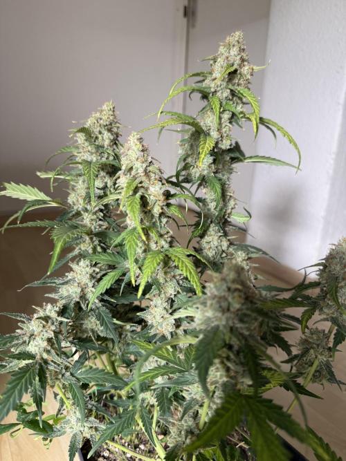 Blue Dream Auto. Week 10