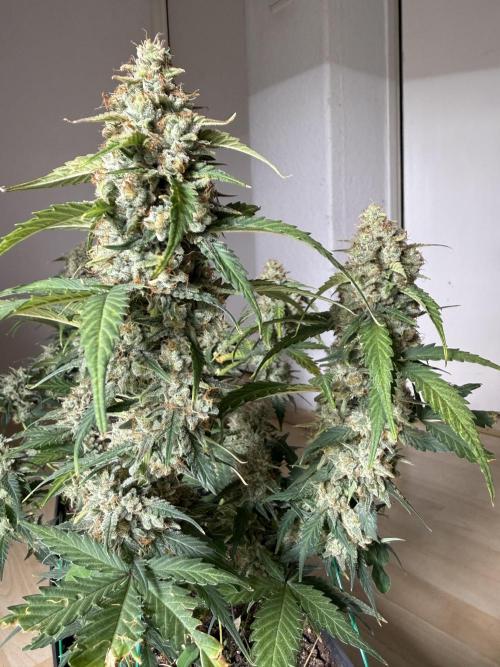 Blue Dream Auto. Week 10