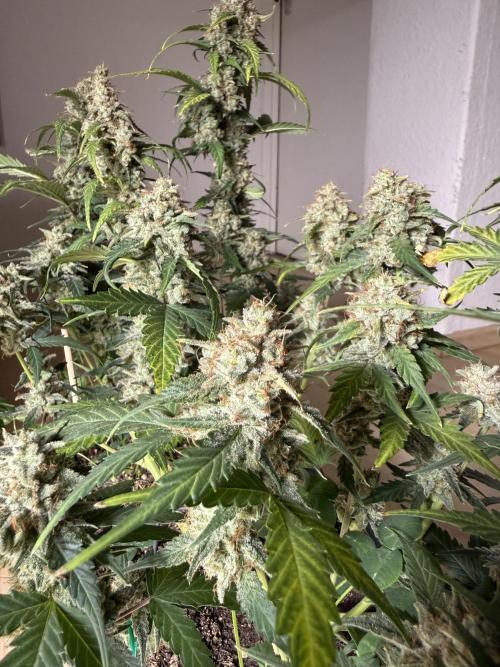 Blue Dream Auto. Week 10