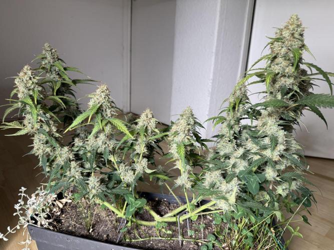 Blue Dream Auto. Week 10