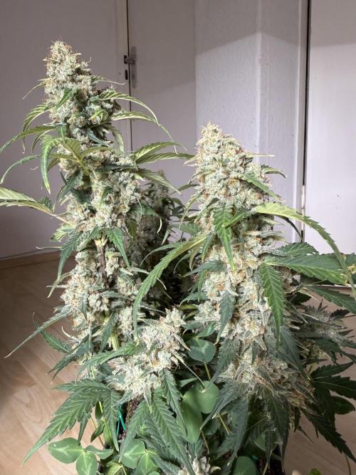 Blue Dream Auto. Week 10