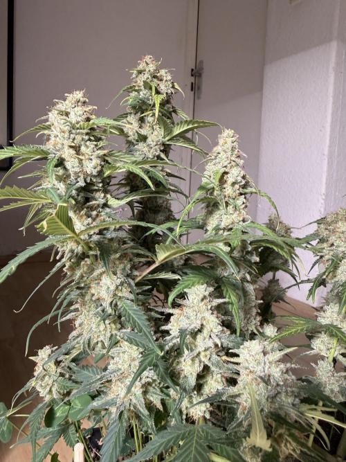 Blue Dream Auto. Week 10