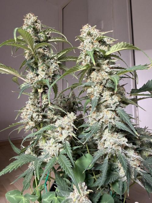 Blue Dream Auto. Week 10