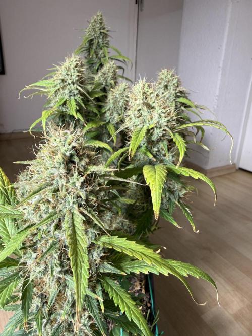 Pineapple Expresses Auto. Week 10
