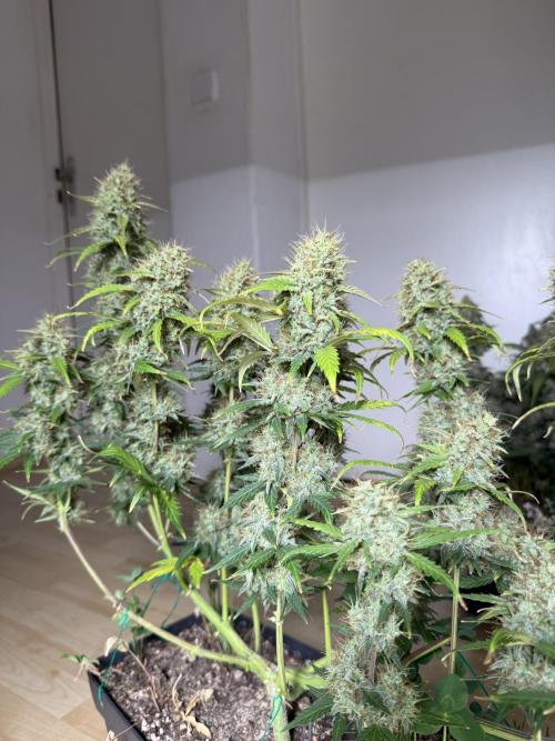 Pineapple Expresses Auto. Week 10