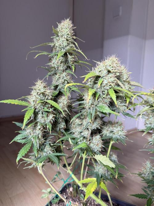 Pineapple Expresses Auto. Week 10