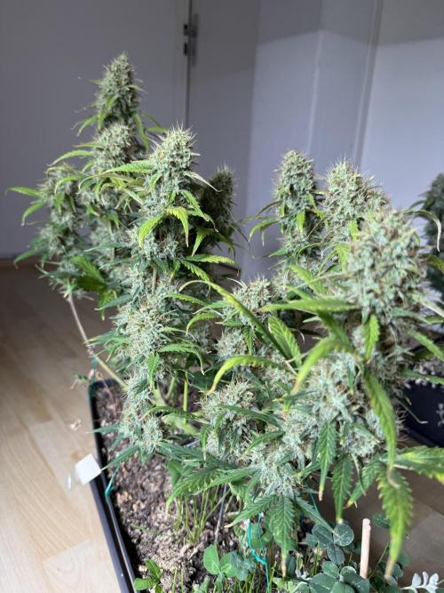 Pineapple Expresses Auto. Week 10