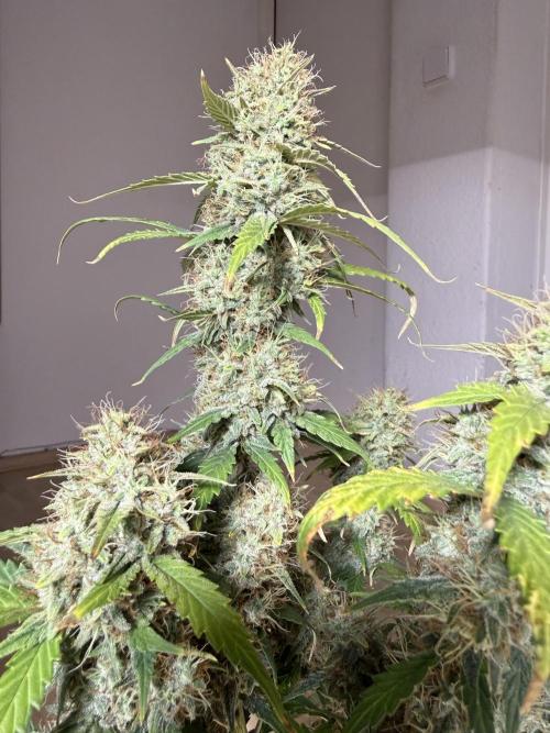 Pineapple Expresses Auto. Week 10