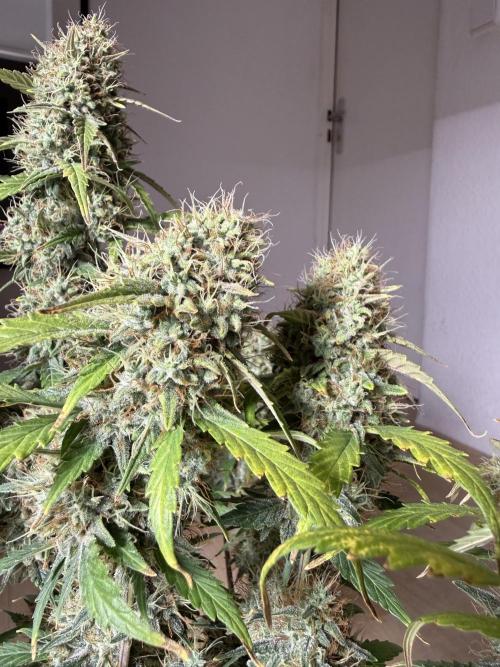 Pineapple Expresses Auto. Week 10