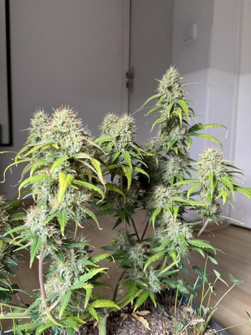 Pineapple Expresses Auto. Week 10