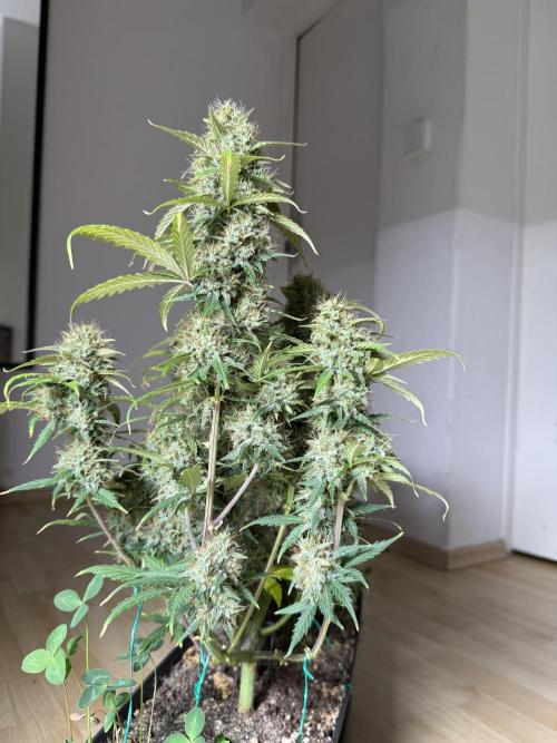 Pineapple Expresses Auto. Week 10