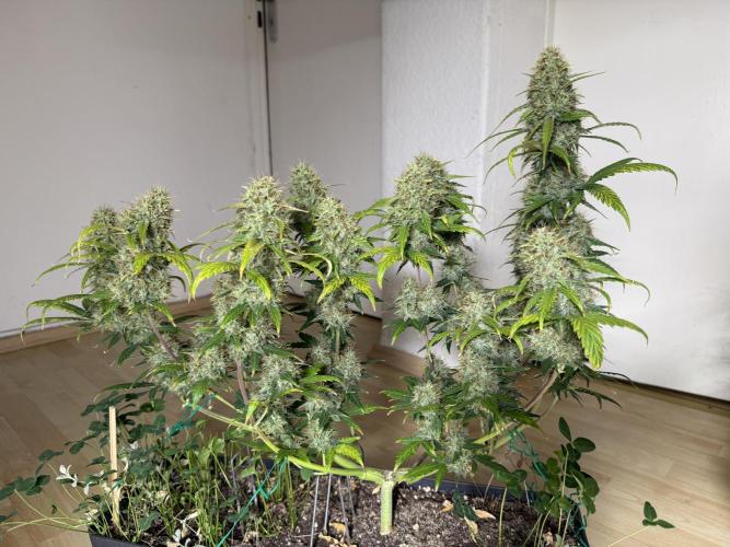 Pineapple Express Auto. Week 10