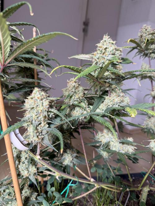 Ztrawberriez Auto. Week 10